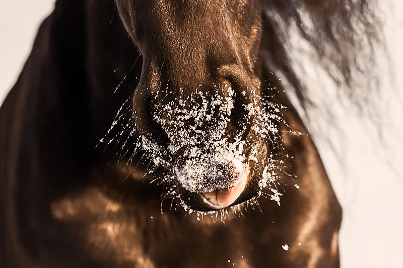 Pferdefotografie von Jenny Marx – Bild 4