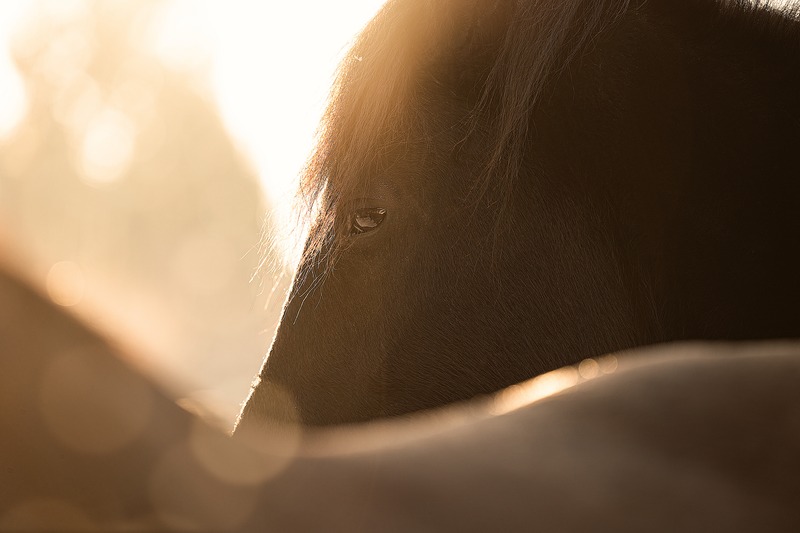 Pferdefotografie von Jenny Marx – Bild 9