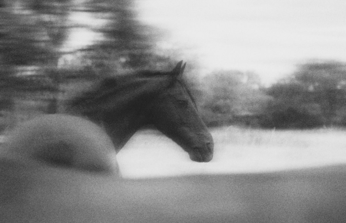 Pferdefotografie von Jenny Marx – Bild 16