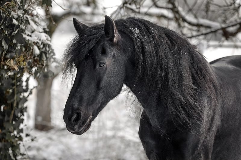 Pferdefotografie von Jenny Marx – Bild 29